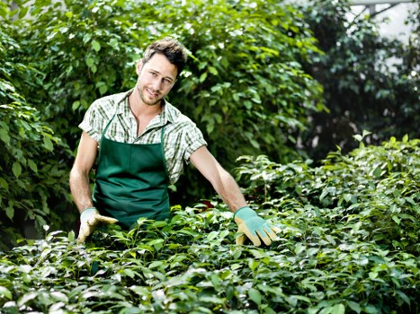 Overgrown plants and debris removed from a central London garden