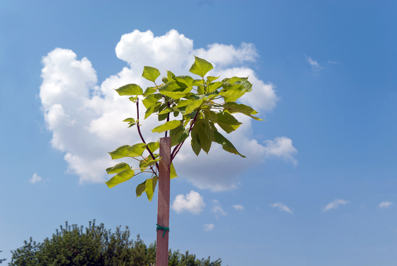 garden maintenance garden care