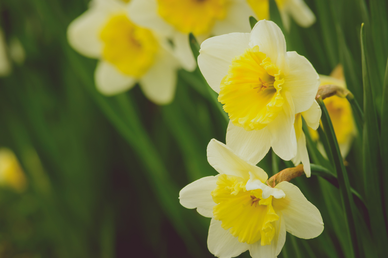 flower borders Garden